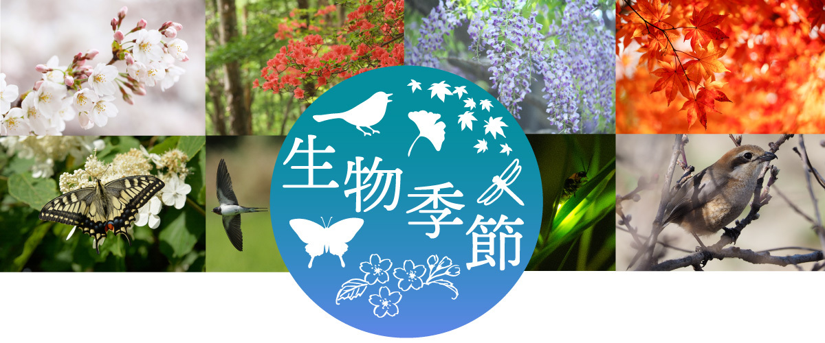 生物季節モニタリング.jpg